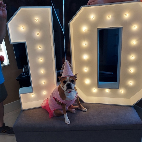 Meet your Posher, Benno - Picture 6 of 6